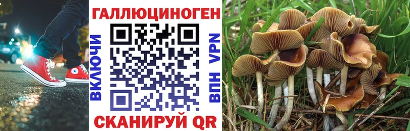 Псилоцибиновые грибы Psilocybine cubensis Нестеровская